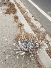 Pseudognaphalium microcephalum