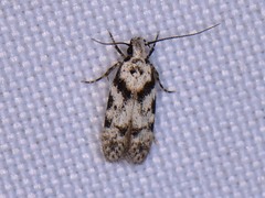 Pseudotelphusa palliderosacella