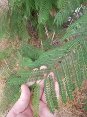 Jacaranda mimosifolia