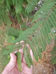 Jacaranda mimosifolia