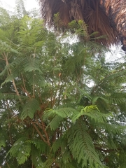 Jacaranda mimosifolia