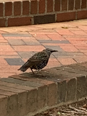 Sturnus vulgaris