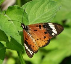 Acraea encedon encedon