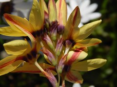 Ixia fuscocitrina