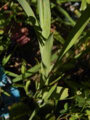Ixia fuscocitrina