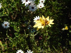 Ixia fuscocitrina