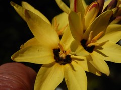 Ixia fuscocitrina