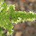 Asparagus plumosus - Photo (c) Colin Ralston, μερικά δικαιώματα διατηρούνται (CC BY-NC)