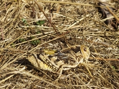 Prionotropis hystrix