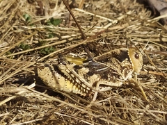 Prionotropis hystrix