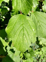 Viburnum opulus opulus