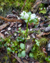 Gentianella chathamica nemorosa