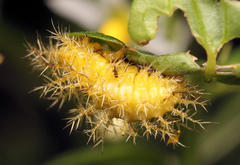 Solanophila paykullii