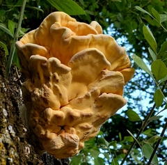 Laetiporus gilbertsonii