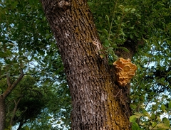 Laetiporus gilbertsonii