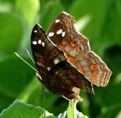 Junonia natalica natalica
