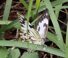 Belenois gidica abyssinica