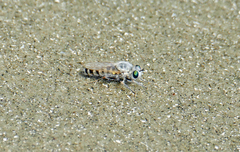 Laphystia litoralis