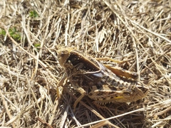 Prionotropis hystrix