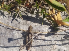 Rammeihippus dinaricus