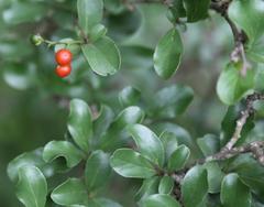 Ehretia rigida nervifolia