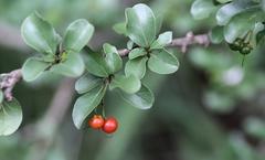 Ehretia rigida nervifolia