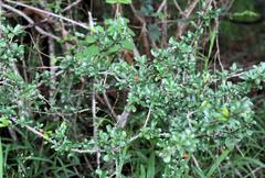 Ehretia rigida nervifolia