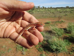 Lucasium stenodactylus