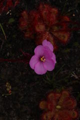 Drosera cuneifolia