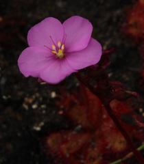 Drosera cuneifolia