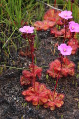 Drosera cuneifolia