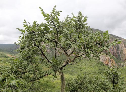 Commiphora marlothii