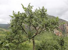 Commiphora marlothii