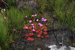 Drosera cuneifolia