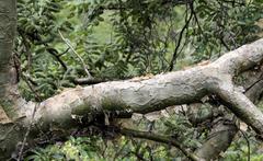 Commiphora marlothii