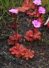 Drosera cuneifolia