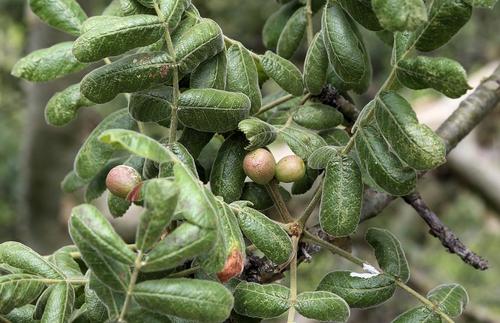 Commiphora marlothii