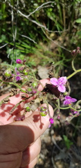 Thyrsanthemum floribundum
