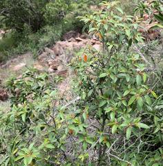 Croton gratissimus gratissimus