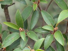 Croton gratissimus gratissimus