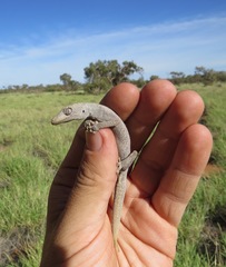 Strophurus ciliaris