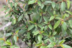 Croton gratissimus gratissimus