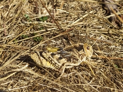 Prionotropis hystrix