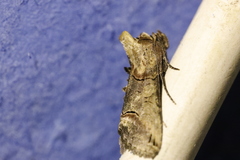 Abrostola tripartita
