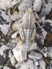 Prionotropis hystrix