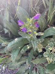 Echium plantagineum