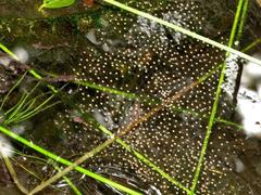 Phrynobatrachus natalensis