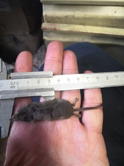 Sorex caecutiens