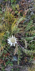Carlina acaulis acaulis
