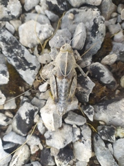 Prionotropis hystrix